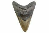 Fossil Megalodon Tooth - North Carolina #378060-1
